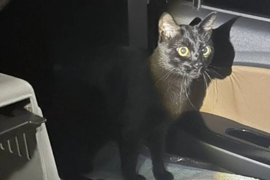 【迷子猫】北海道札幌市のポポくんを無事に保護！ペット探偵による事例をご紹介