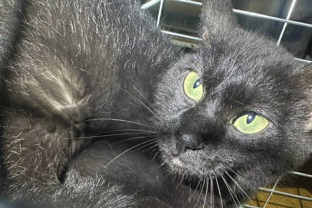 【迷子猫】北海道函館市のミィちゃんを無事に保護！ペット探偵による事例をご紹介