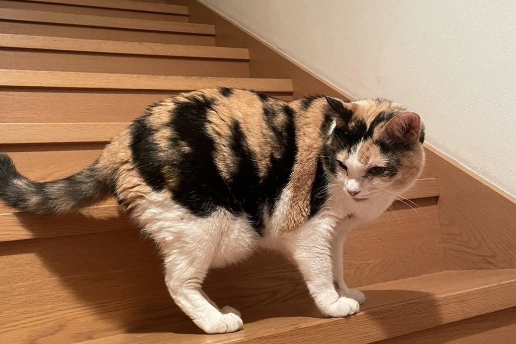 【迷子猫】群馬県伊勢崎市のムギちゃんを無事に保護!ペット探偵による事例をご紹介