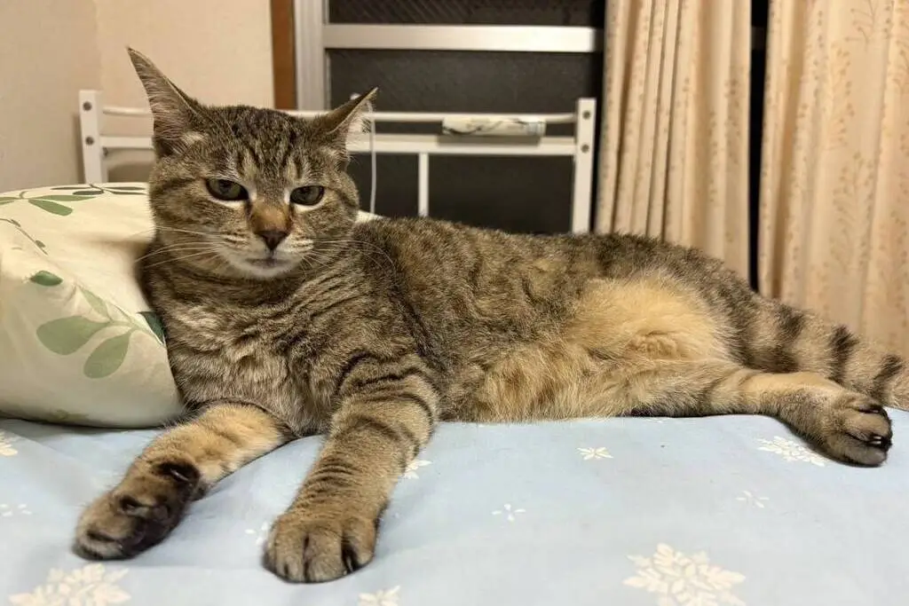 【迷子猫】京都府京丹後市のモカちゃんを無事に保護！ペット探偵による事例をご紹介
