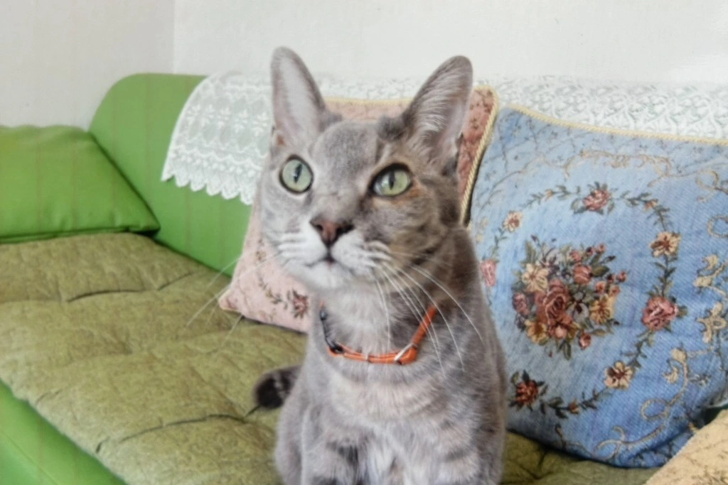 【迷子猫】北海道江別市のリョウタくんを無事に保護！ペット探偵による事例をご紹介