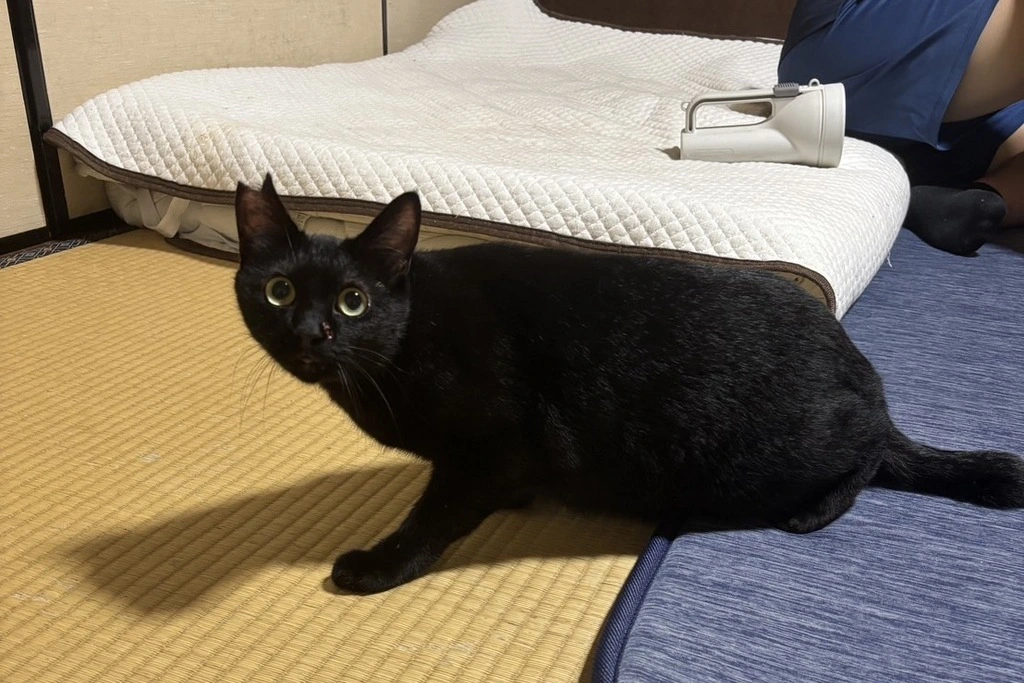 【迷子猫】福岡県朝倉市のアオちゃんを無事に保護！ペット探偵による事例をご紹介