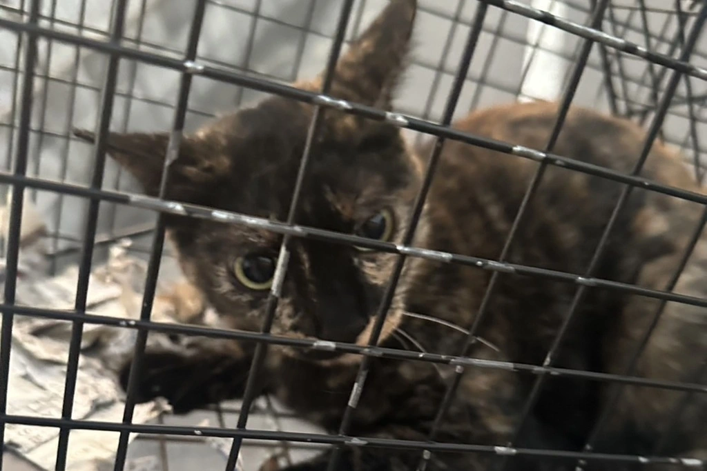 【迷子猫】茨城県水戸市のアレクちゃんを無事に保護！ペット探偵による事例をご紹介