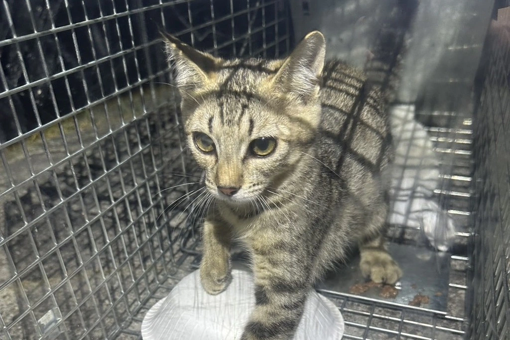 【迷子猫】群馬県渋川市のアンズちゃんを無事に保護！ペット探偵による事例をご紹介