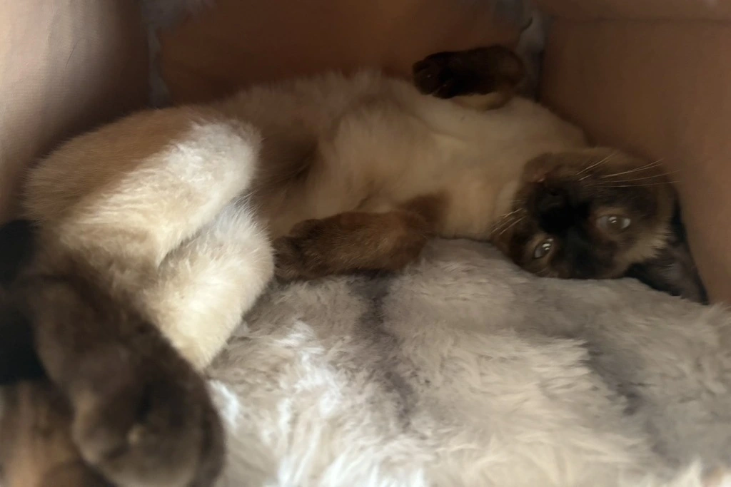【迷子猫】山口県周南市のクロエちゃんを無事に保護！ペット探偵による事例をご紹介