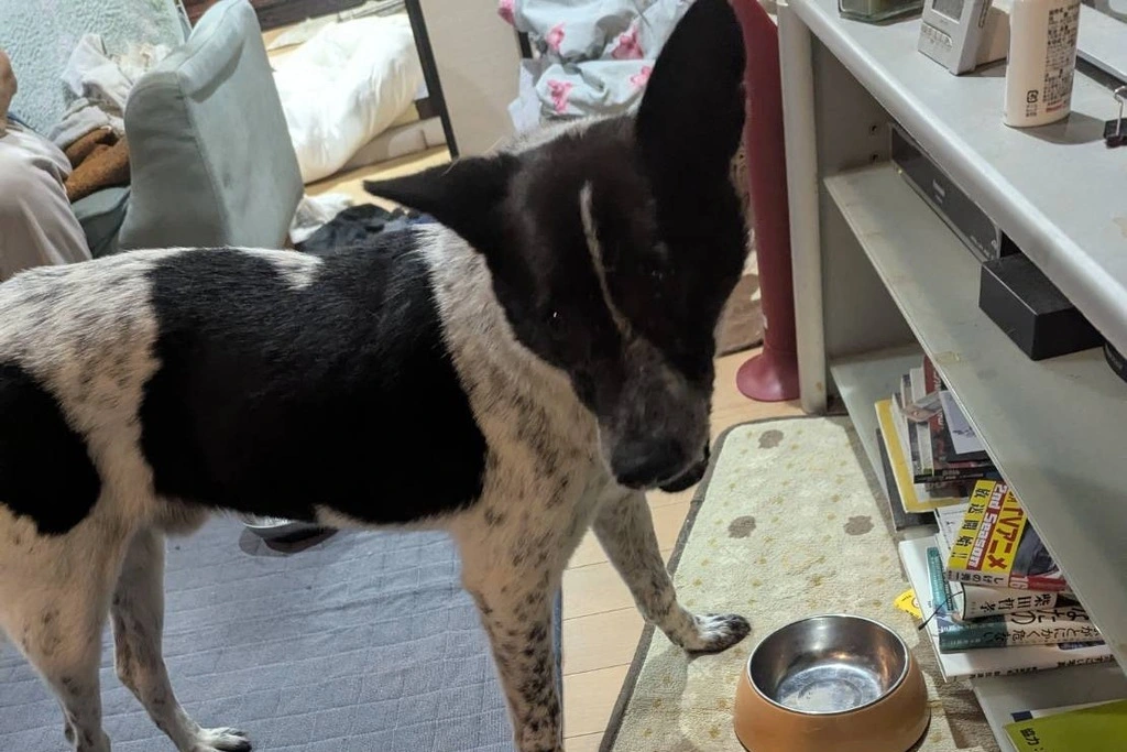 【迷子犬】奈良県奈良市のシルくんを無事に保護！ペット探偵による事例をご紹介