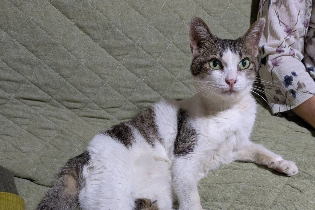 猫ちゃんは自由に外に出られる環境に慣れている場合でも、何らかの理由で長期間帰ってこないことがあります。 特に、外に慣れている猫ちゃんでも、首輪やエリザベスカラーなど普段と違う状態で外にいると行動が制限され、警戒心が高まることがあります。 今回は、宮崎県小林市で数日間帰宅せずにいたタマちゃんの事例をご紹介します。 併せて、外に慣れている猫ちゃんを探す際の効果的な方法についてもご案内していきます。 猫ちゃんが帰ってこないことでお困りの場合には、まずは弊社の無料相談窓口をご活用ください。