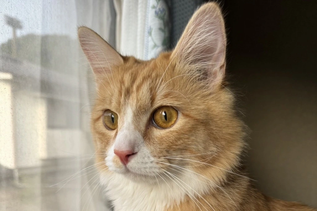 【迷子猫】岡山県井原市のチビくんを無事に保護！ペット探偵による事例をご紹介