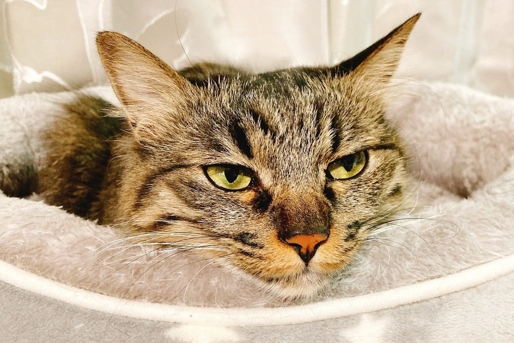 【迷子猫】愛媛県伊予市のチャロちゃんを無事に保護！ペット探偵による事例をご紹介