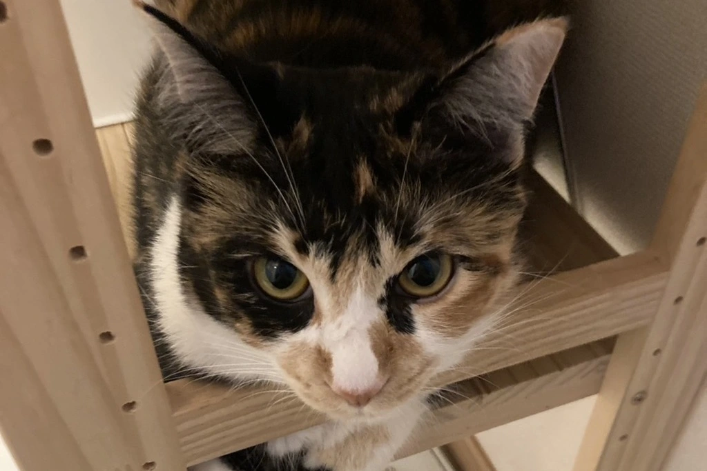 【迷子猫】山口県下関市のツムギちゃんを無事に保護！ペット探偵による事例をご紹介