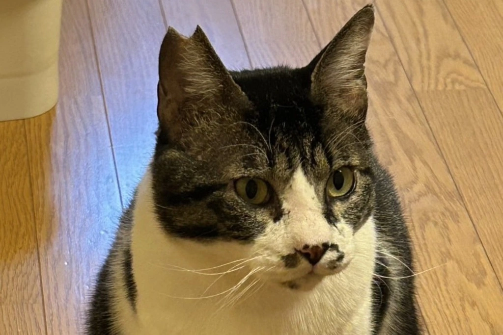 【迷子猫】滋賀県守山市のトノくんを無事に保護！ペット探偵による事例をご紹介