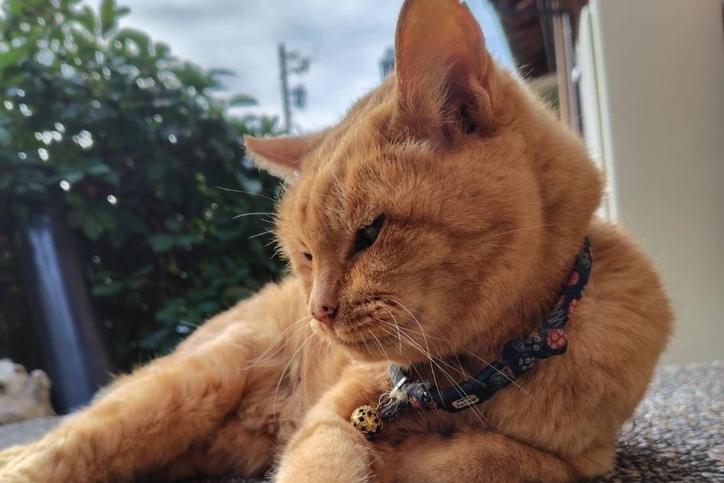 【迷子猫】愛知県刈谷市のボクくんを無事に保護！ペット探偵による事例をご紹介