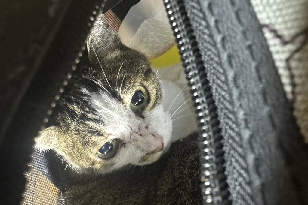 【迷子猫】埼玉県川越市のミミちゃんを無事に保護！ペット探偵による事例をご紹介