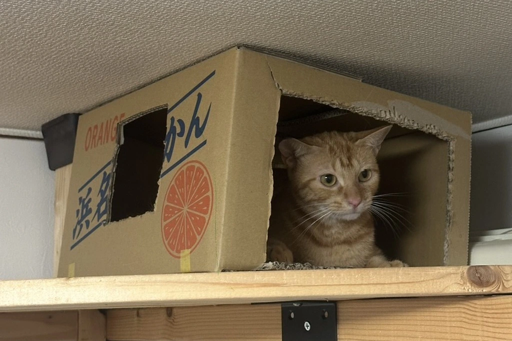 【迷子猫】静岡県浜松市のミワコちゃんを無事に保護！ペット探偵による事例をご紹介