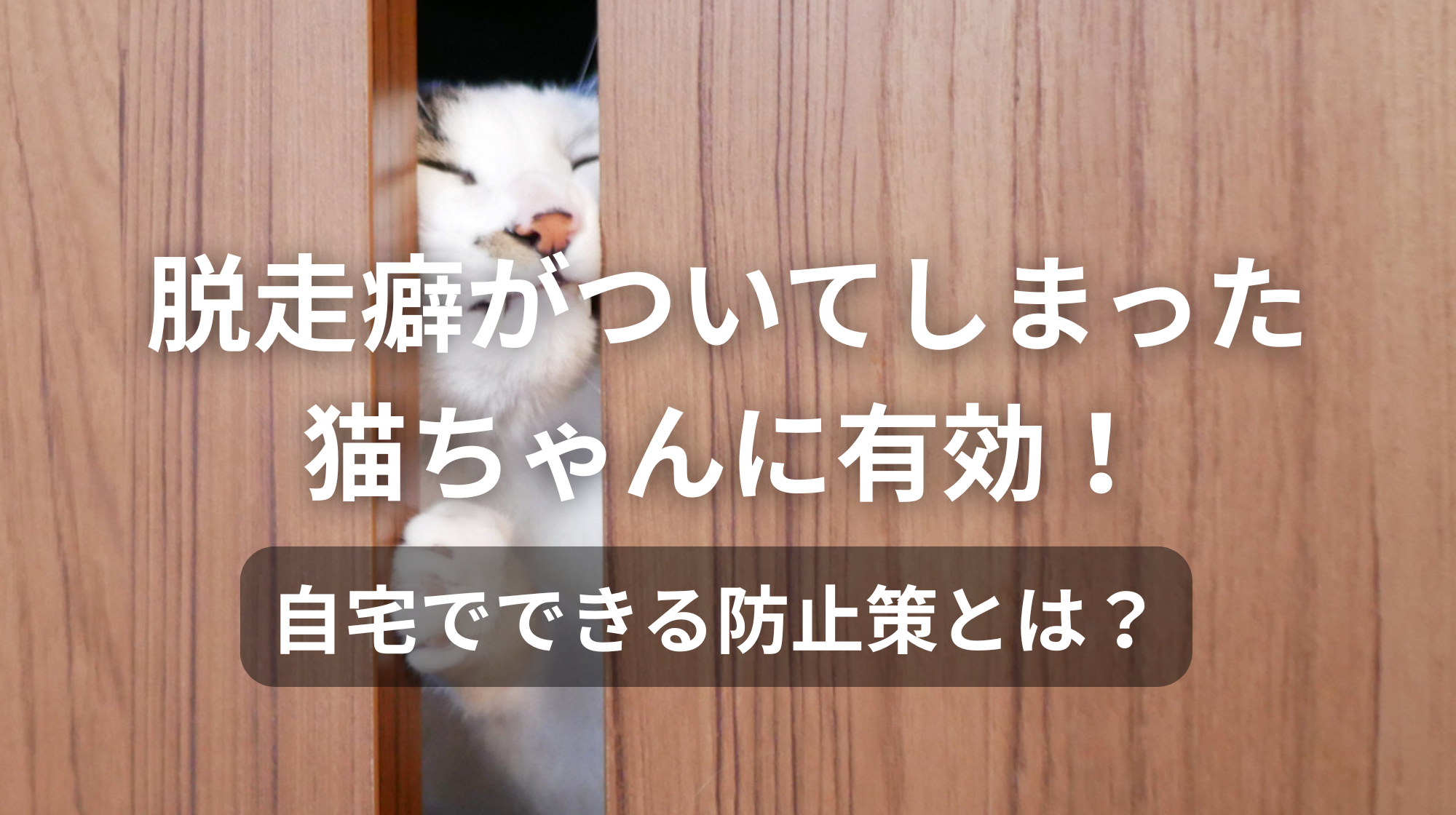 脱走癖のある猫に有効！自宅でできる防止策とは？