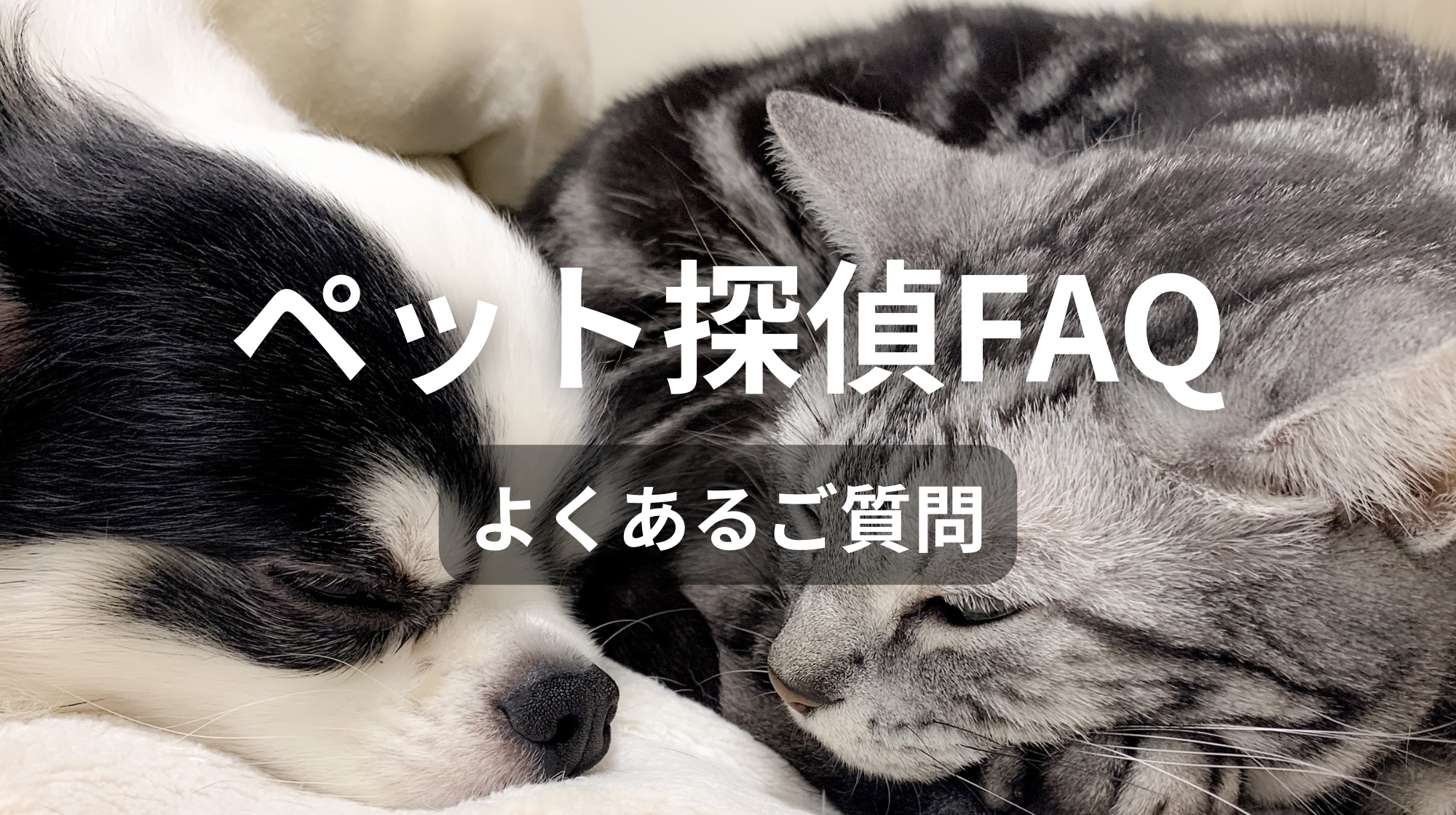 ペット探偵FAQ｜よくあるご質問
