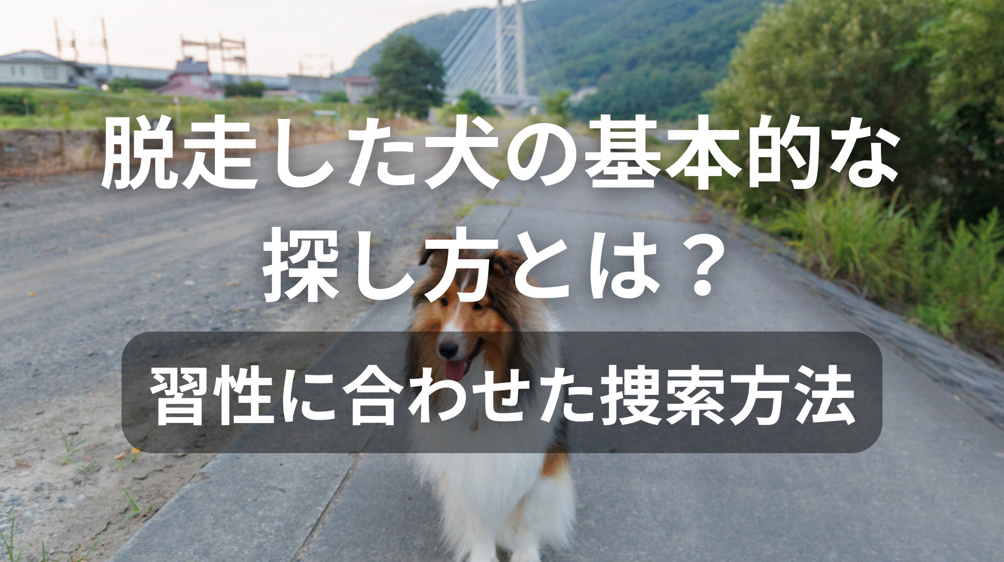 脱走した犬の基本的な探し方とは？｜習性に合わせた捜索方法