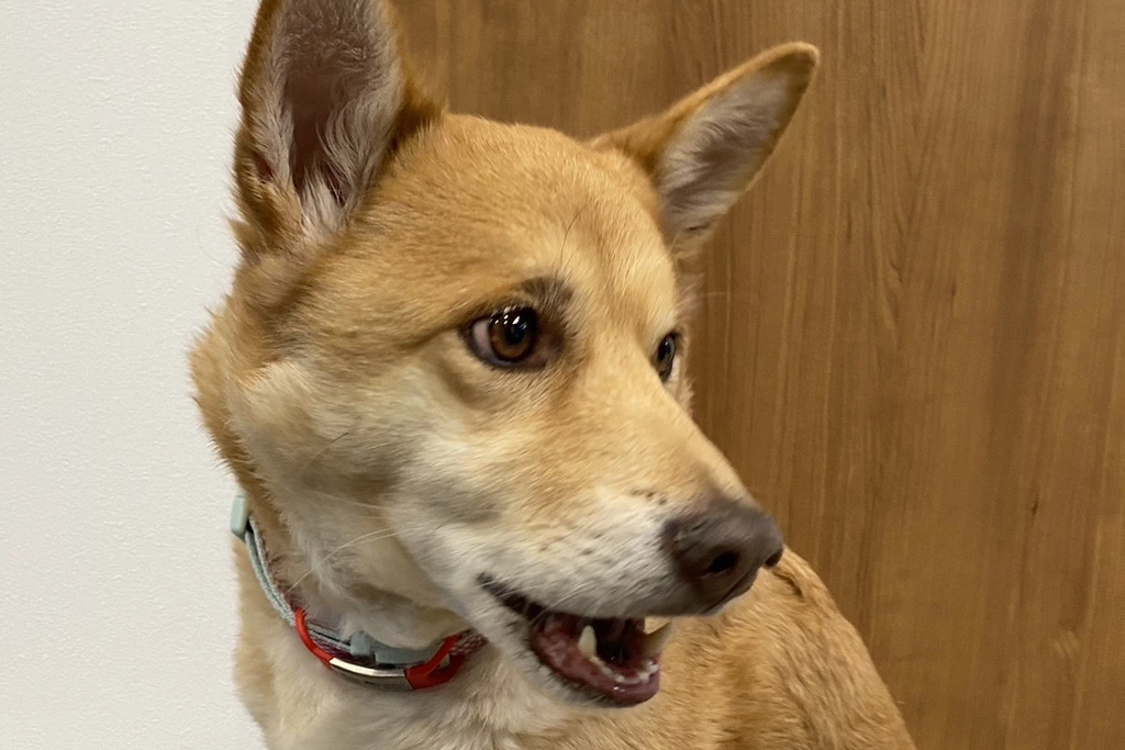 【迷子犬】広島県尾道市のアンコちゃんを無事に保護！ペット探偵による事例をご紹介