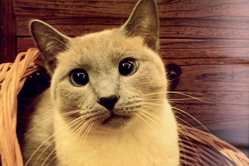 【迷子猫】神奈川県鎌倉市のナゴミちゃんを無事に保護！ペット探偵による事例をご紹介