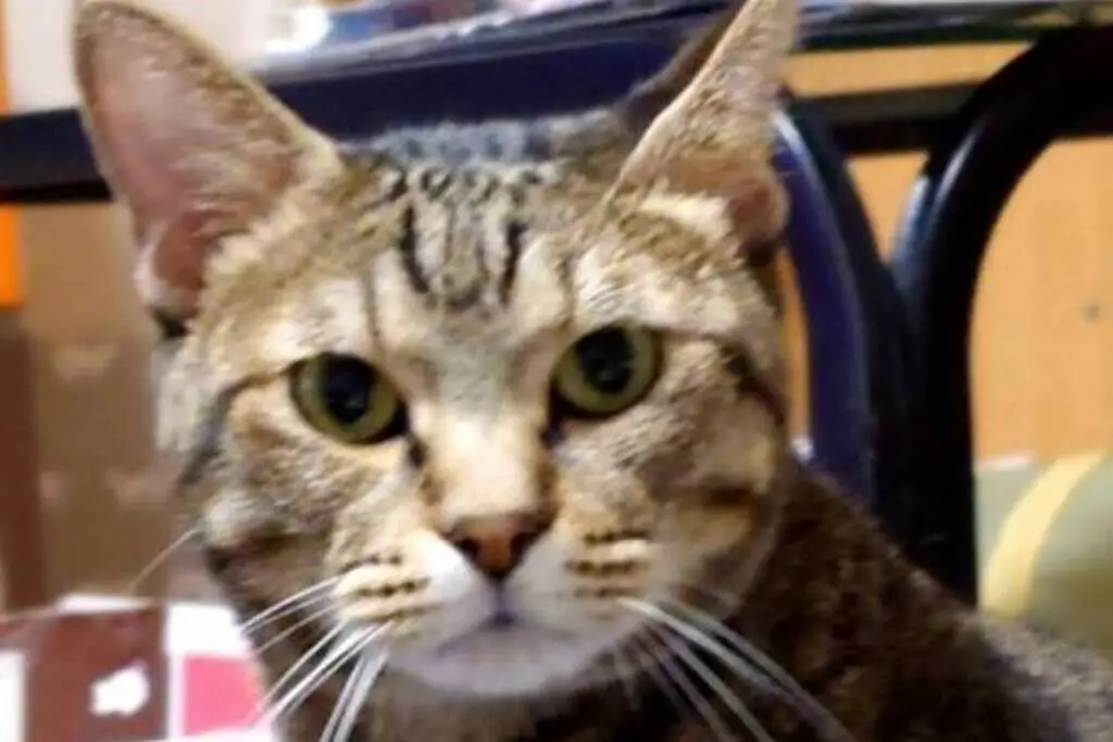 【迷子猫】福井県福井市のソラくんを無事に保護！ペット探偵による事例をご紹介