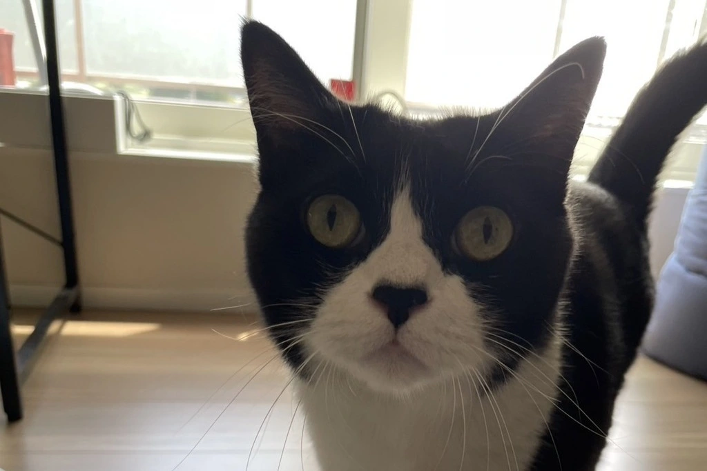【迷子猫】山梨県中央市のソラくんを無事に保護！ペット探偵による事例をご紹介