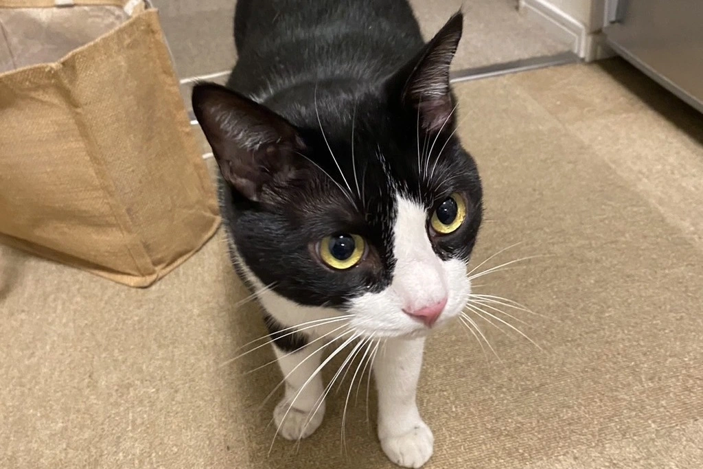 【迷子猫】東京都葛飾区のタイくんを無事に保護！ペット探偵による事例をご紹介