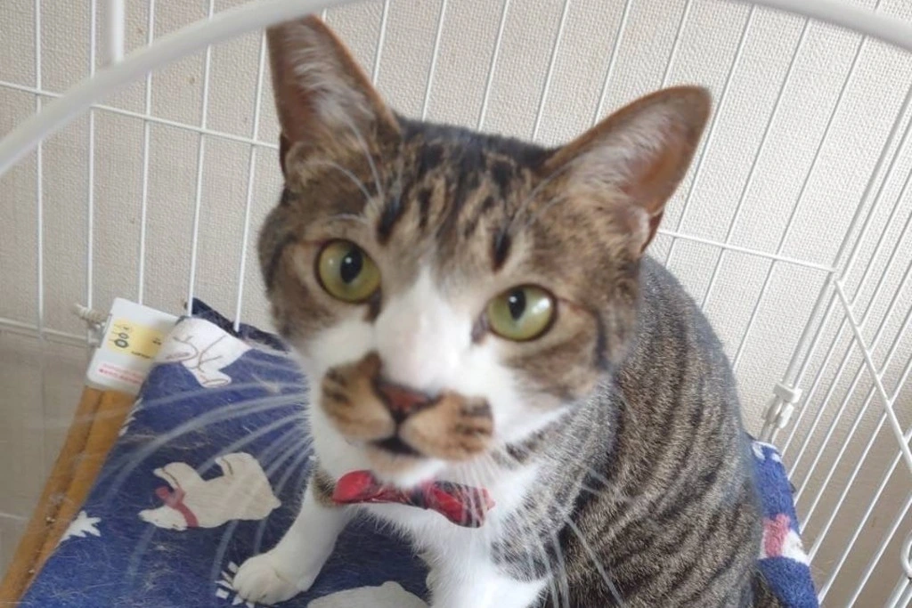 【迷子猫】富山県高岡市のチョビくんを無事に保護！ペット探偵による事例をご紹介
