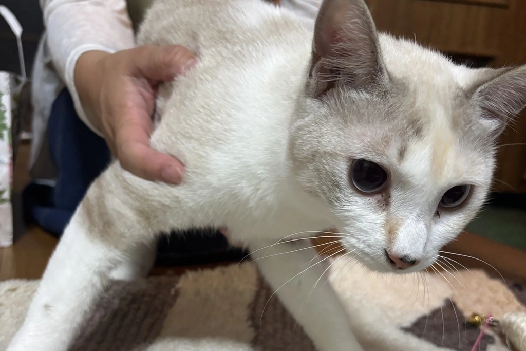【迷子猫】鳥取県鳥取市のランちゃんを無事に保護！ペット探偵による事例をご紹介