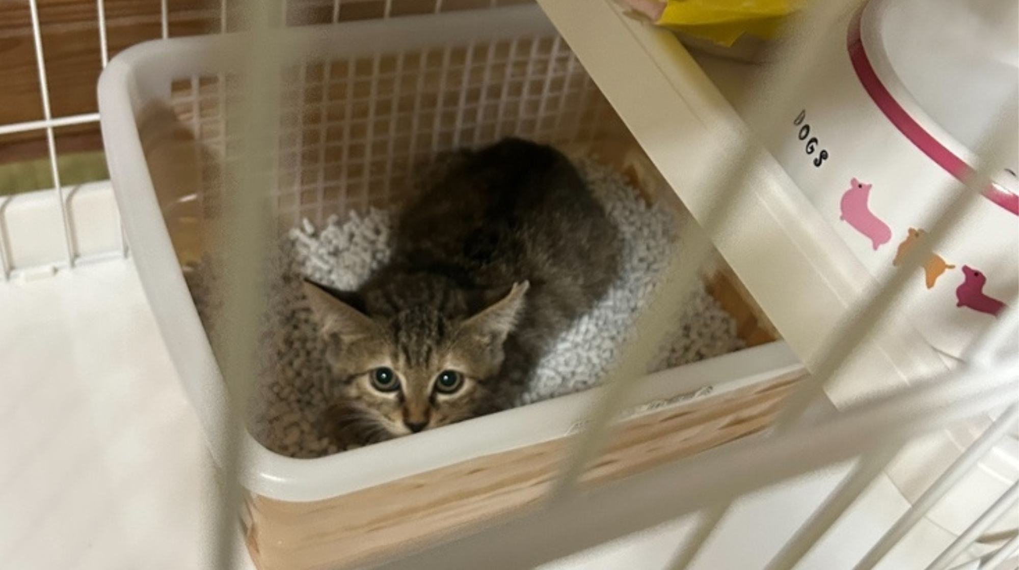 【迷子猫】山口県下松市のルナちゃんを無事に保護！ペット探偵による事例をご紹介