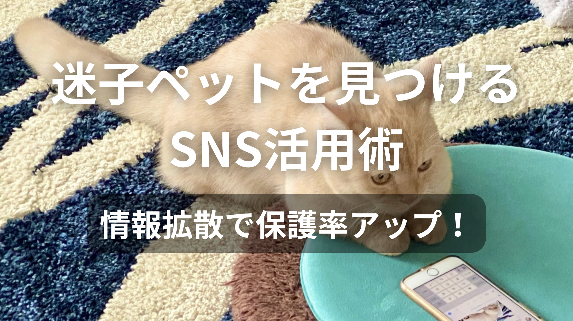 迷子ペットを見つけるSNS活用術｜情報拡散で保護率アップ！