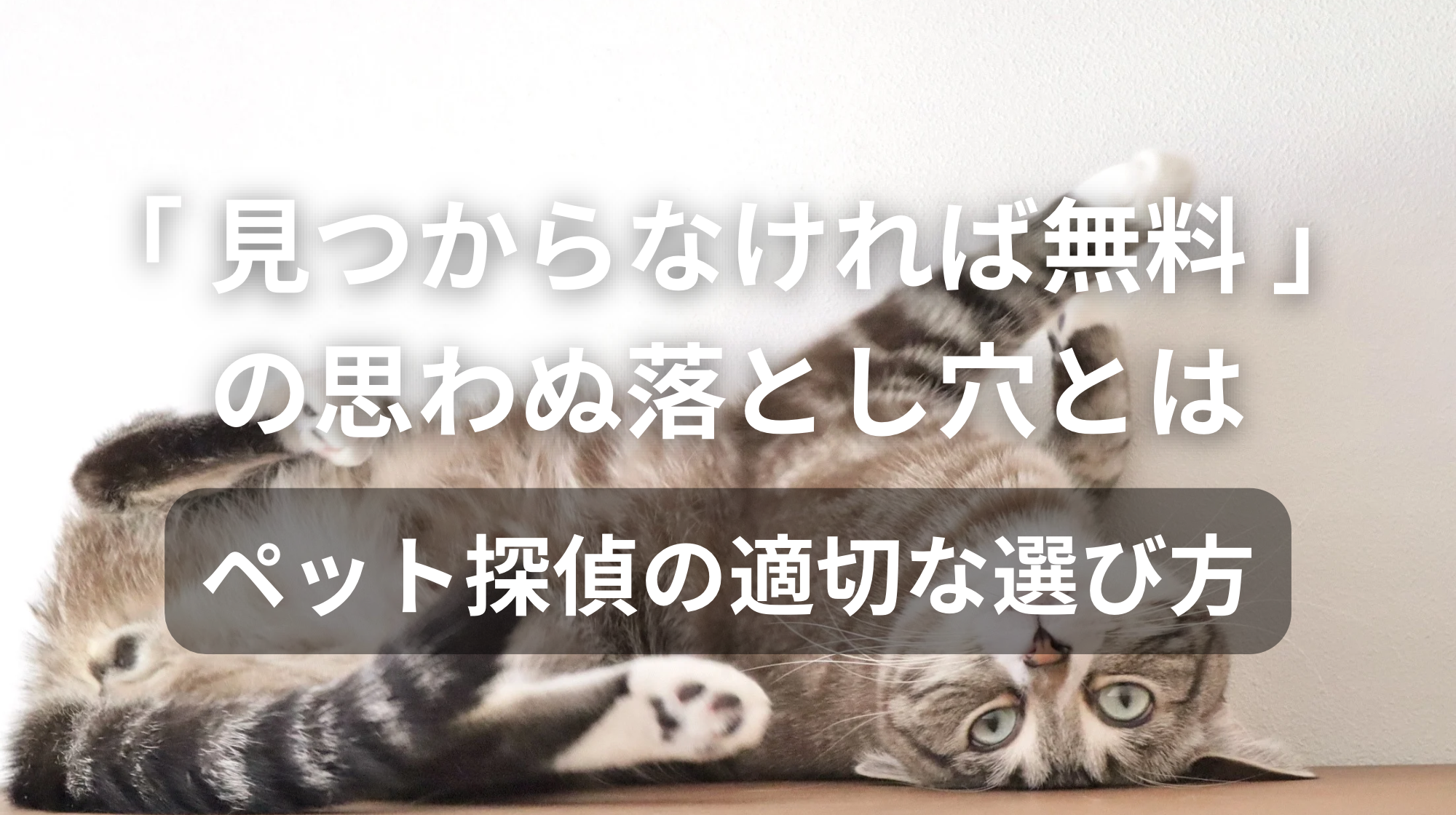 「見つからなければ無料」の思わぬ落とし穴とは｜ペット探偵の適切な選び方