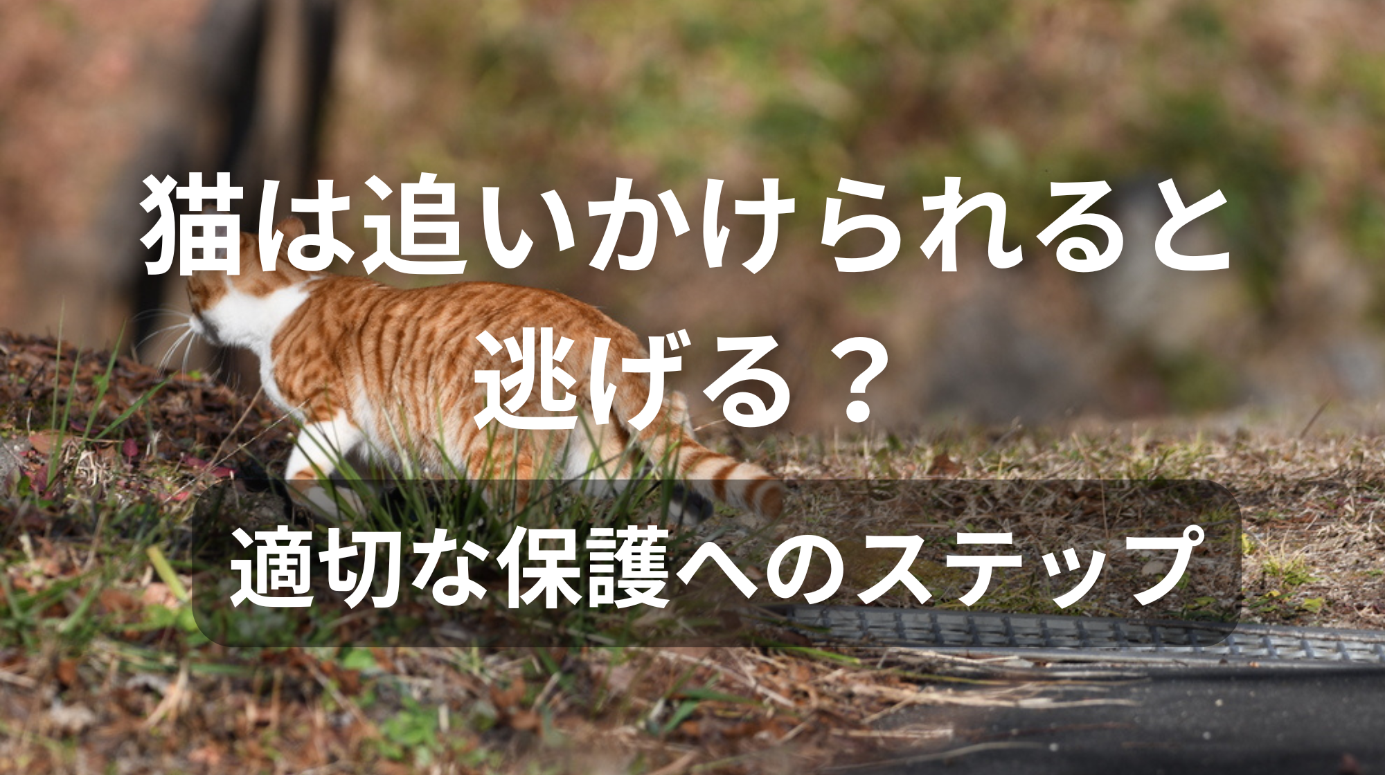 猫は追いかけられると逃げる？適切な保護へのステップ