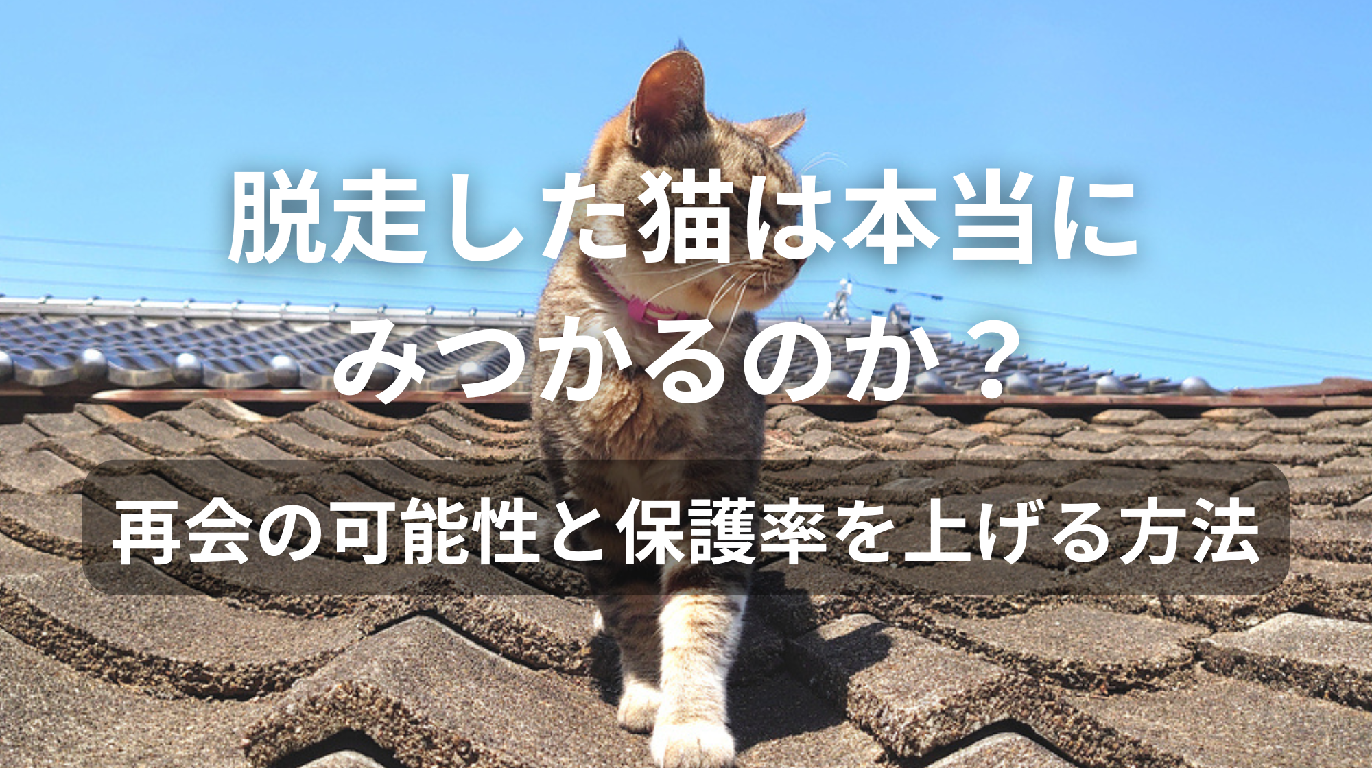脱走した猫は本当にみつかるのか？｜再会の可能性と保護率を上げる方法