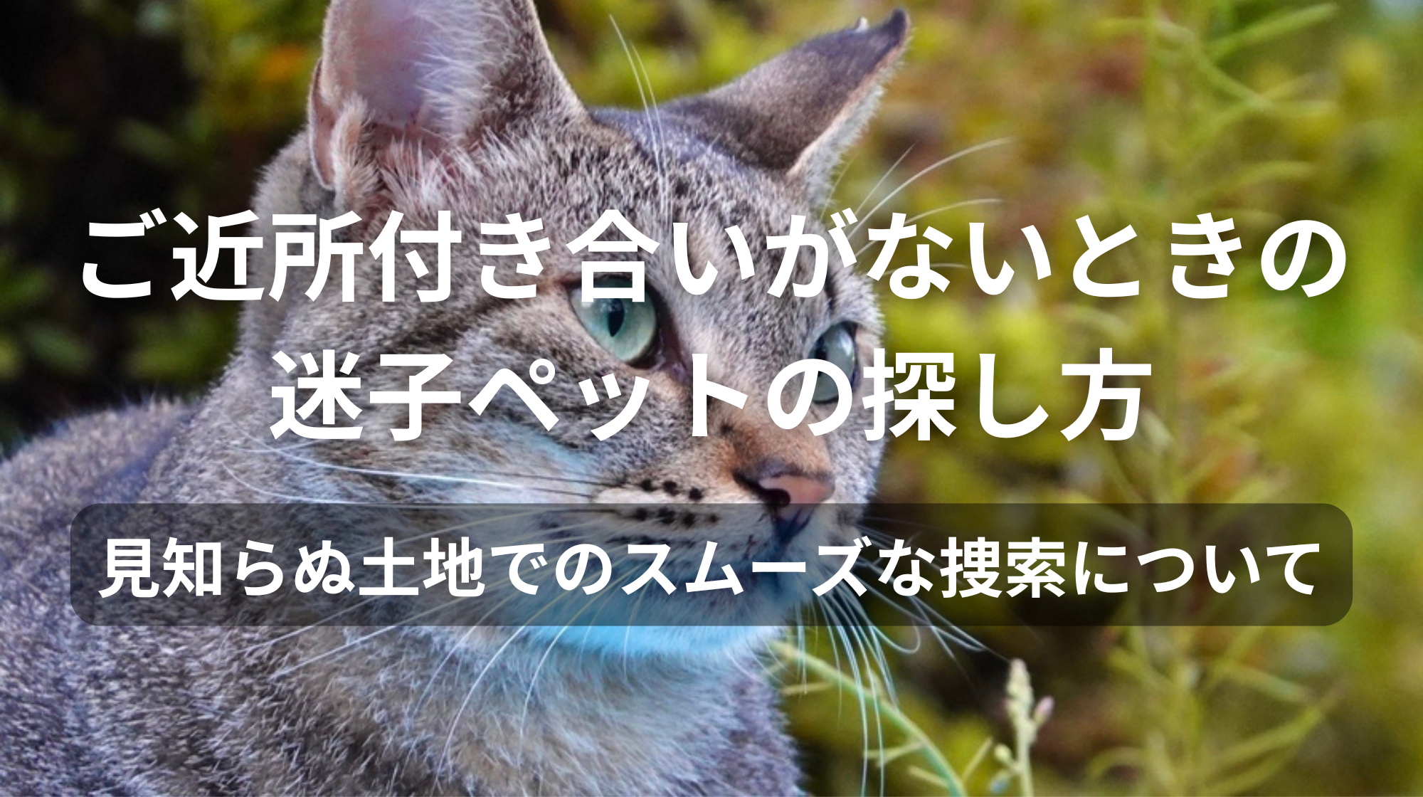 ご近所付き合いがないときの迷子ペットの探し方|見知らぬ土地でのスムーズな捜索について