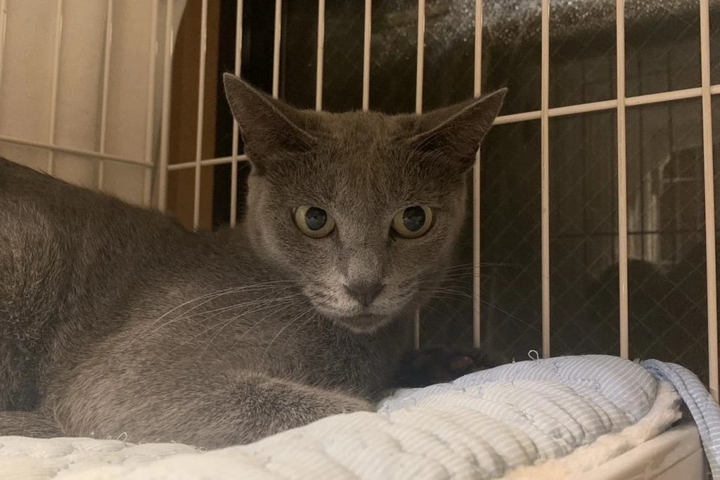 【迷子猫】神奈川県厚木市のアイコちゃんを無事に保護！ペット探偵による事例をご紹介