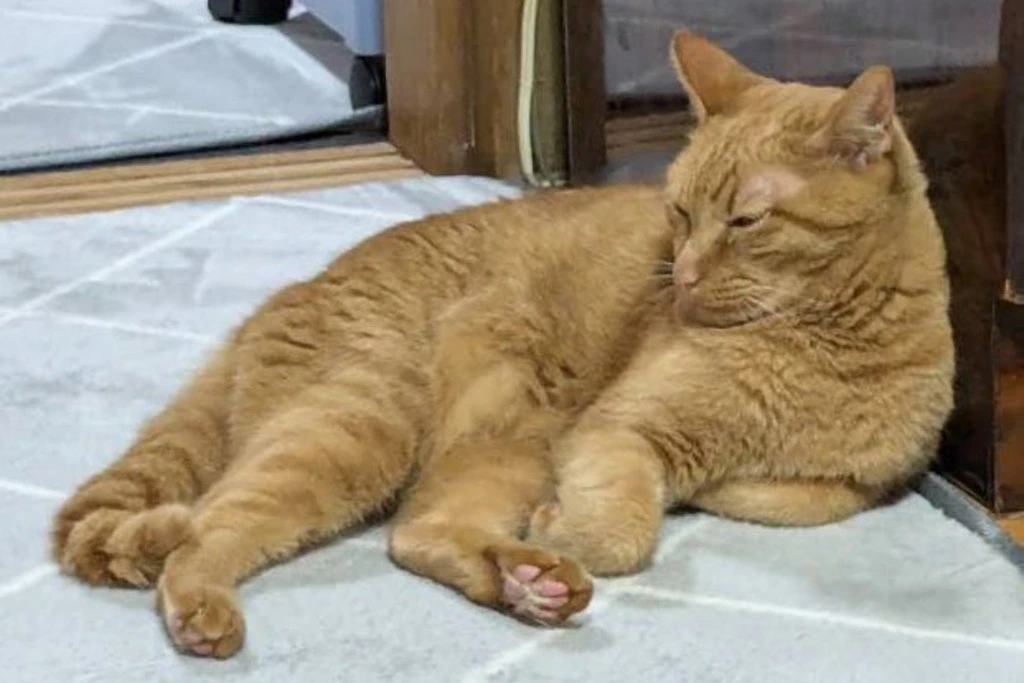 【迷子猫】京都府京都市のエースくんを無事に保護!ペット探偵による事例をご紹介 | 24時間365日無料相談受付中