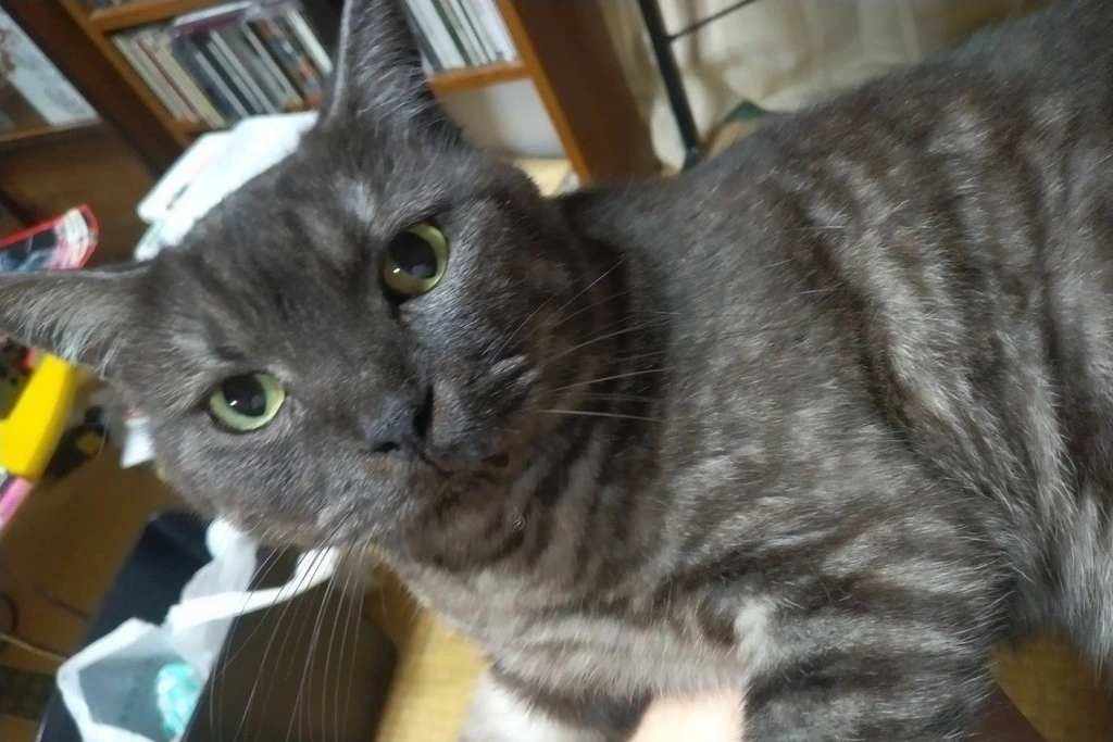 【迷子猫】福岡県北九州市のギントキくんを無事に保護!ペット探偵による事例をご紹介