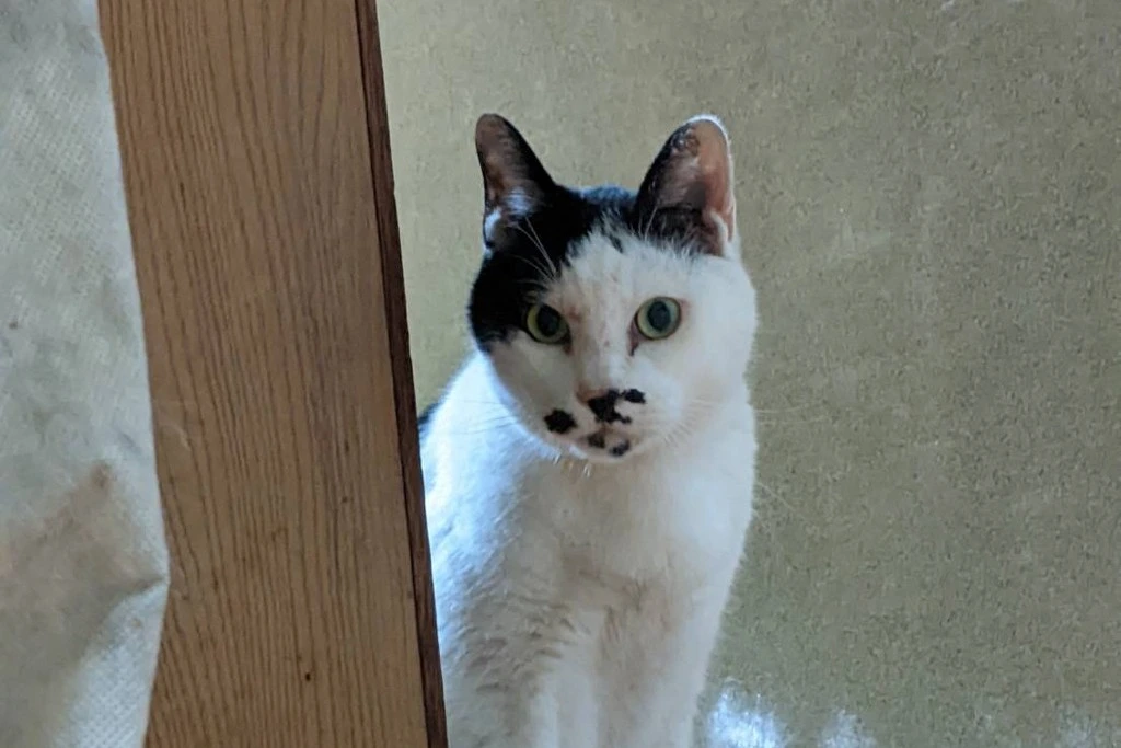 【迷子猫】兵庫県相生市のクラくんを無事に保護！ペット探偵による事例をご紹介
