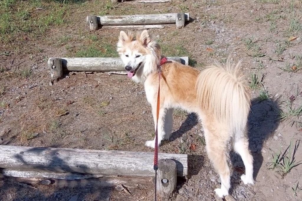 【迷子犬】秋田県潟上市のココアちゃんを無事に保護!ペット探偵による事例をご紹介