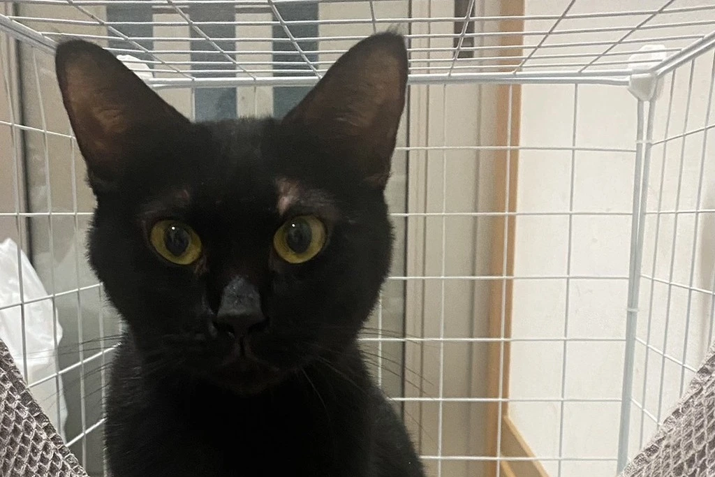 【迷子猫】愛媛県喜多郡のジジちゃんを無事に保護！ペット探偵による事例をご紹介