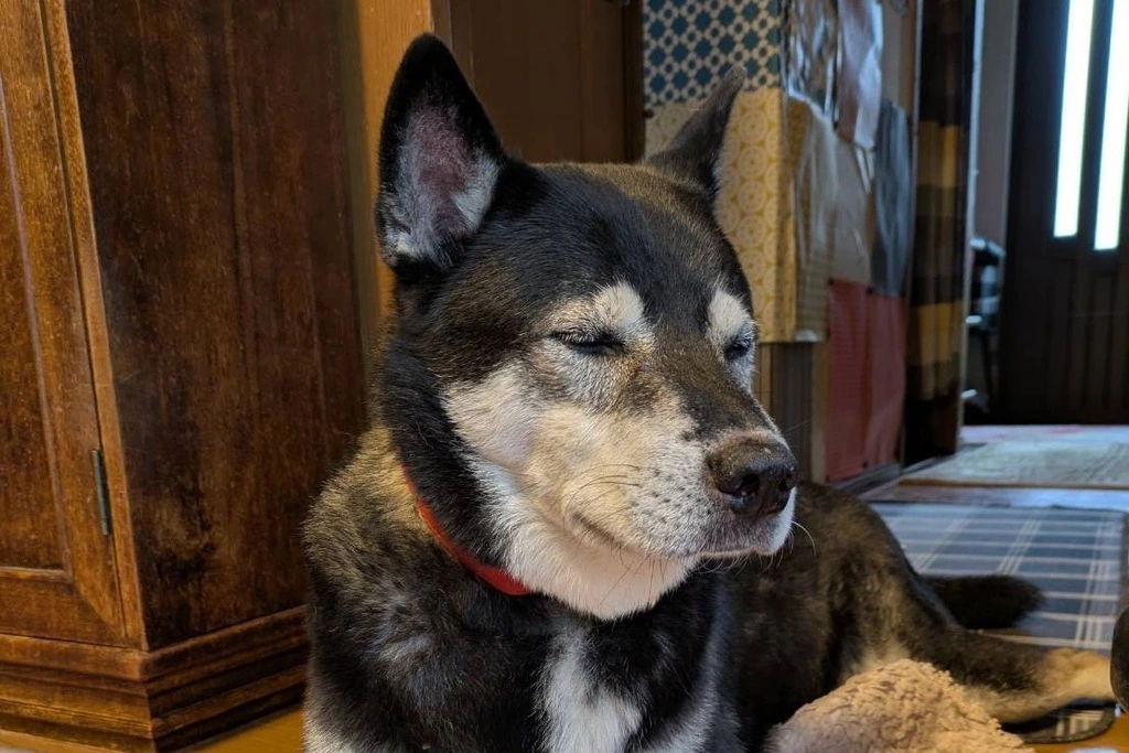 【迷子犬】静岡県浜松市のダボくんを無事に保護!ペット探偵による事例をご紹介