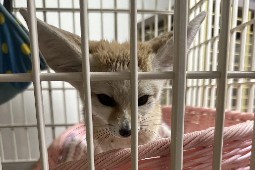 【迷子フェネック】岐阜県岐阜市のスノーミニーちゃんを無事に保護！ペット探偵による事例をご紹介