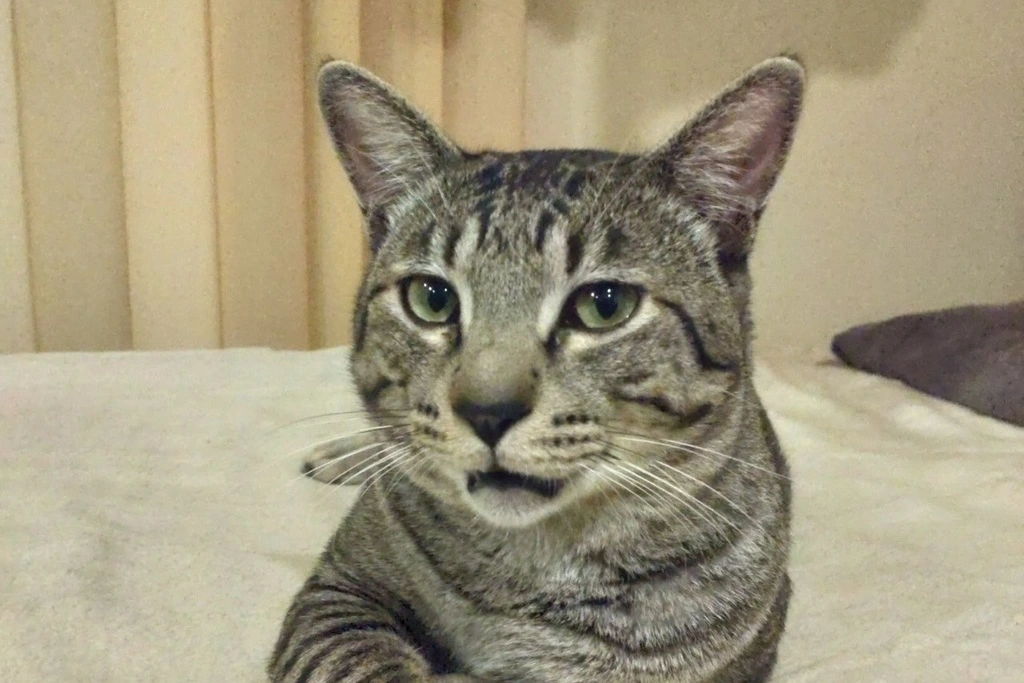 【迷子猫】岡山県真庭市のチビマルくんを無事に保護！ペット探偵による事例をご紹介