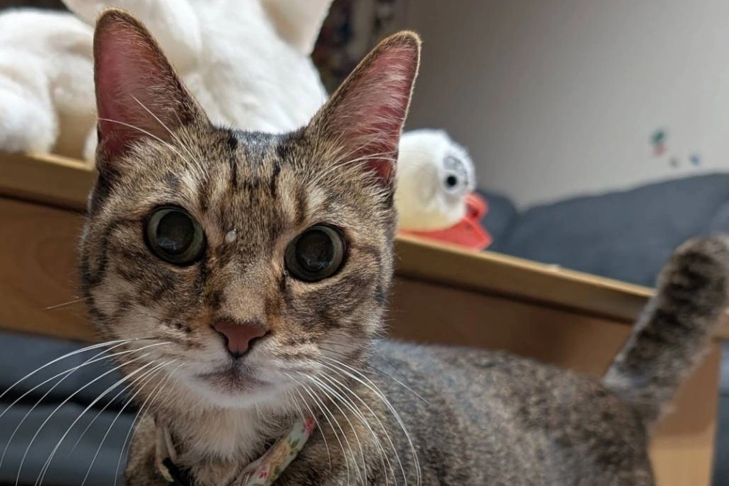 【迷子猫】福島県会津若松市のニールちゃんを無事に保護!ペット探偵による事例をご紹介