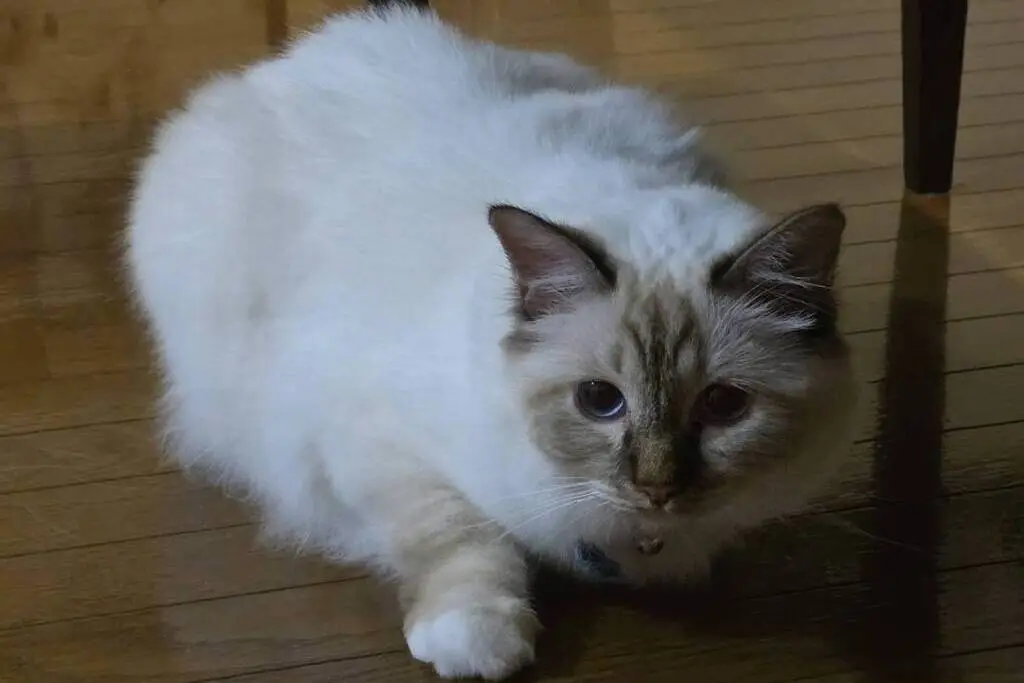 【迷子猫】茨城県日立市のビーナスちゃんを無事に保護！ペット探偵による事例をご紹介