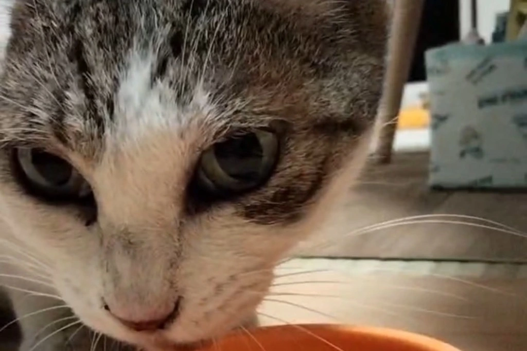 【迷子猫】大阪府大阪市のミウちゃんを無事に保護!ペット探偵による事例をご紹介