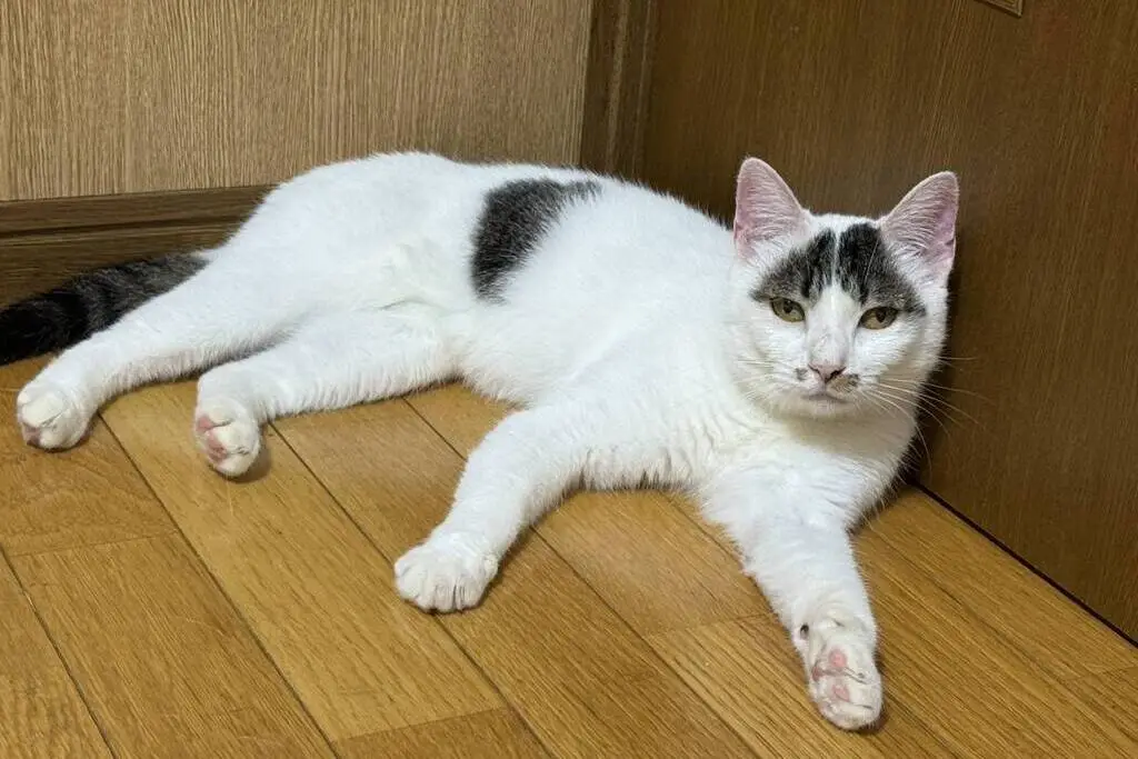 【迷子猫】宮城県柴田郡のミントちゃんを無事に保護！ペット探偵による事例をご紹介