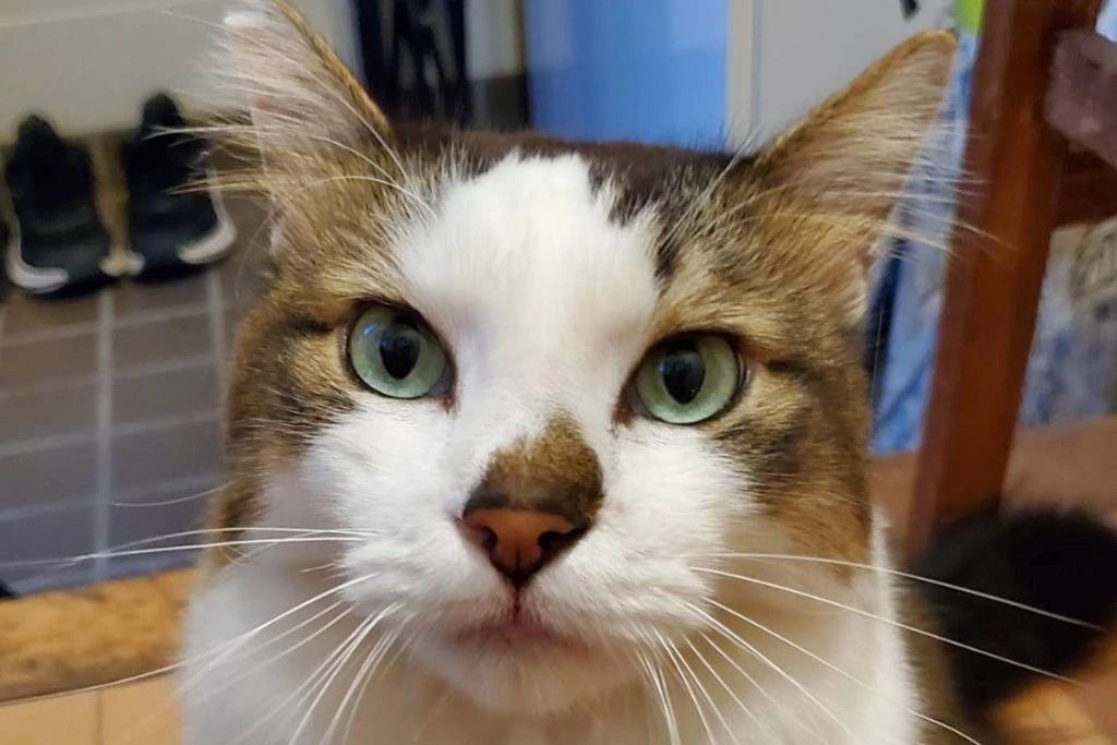 【迷子猫】茨城県つくば市のモモちゃんを無事に保護!ペット探偵による事例をご紹介