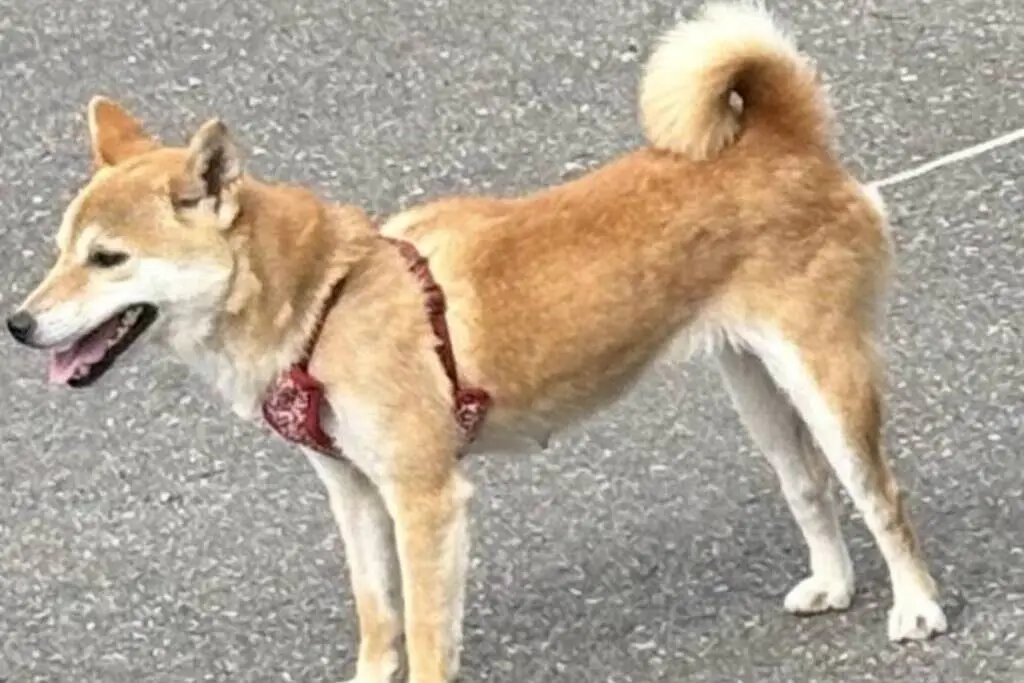 【迷子犬】愛媛県今治市のランちゃんを無事に保護!ペット探偵による事例をご紹介