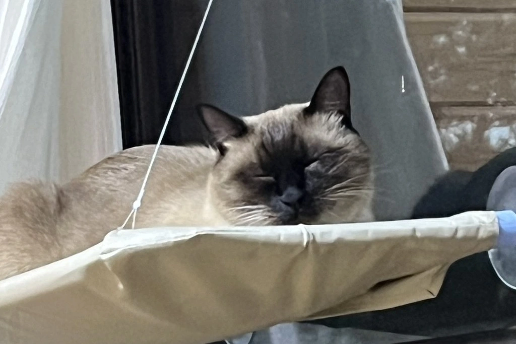 【迷子猫】熊本県天草市のルーちゃんを無事に保護!ペット探偵による事例をご紹介